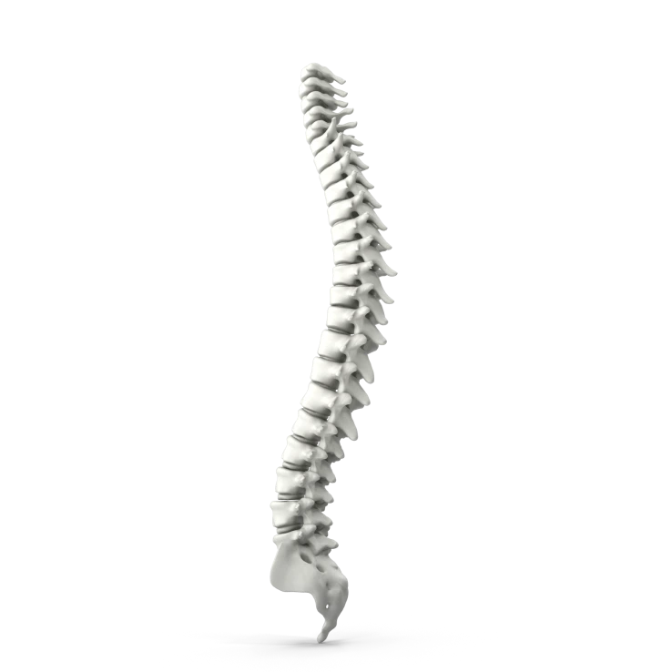 Anatomical spinal column